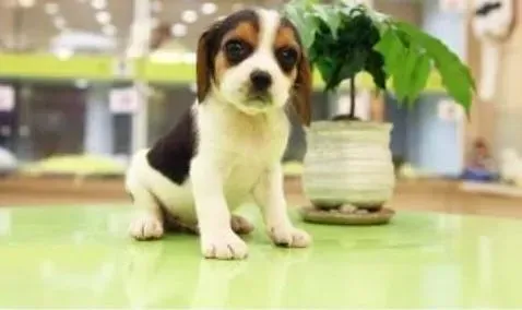 比格犬|导致比格犬出现食欲不振的原因及解决方法