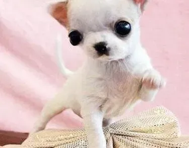 吉娃娃|吉娃娃多大可以吃美毛粉之类的美毛食品