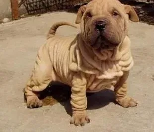 沙皮狗|沙皮狗每天早上醒来都会呕吐是为什么