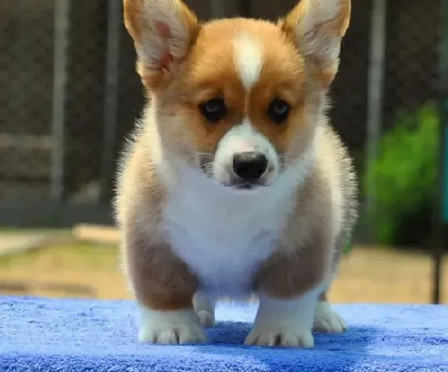 柯基犬|带柯基犬爬山时需要注意的一些事项
