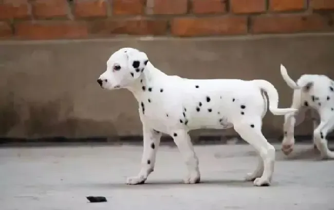 斑点狗|斑点狗最近有点拉血是怎么了