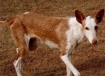 依比沙猎犬的性格 该犬的性格比较冷静 | 依比沙猎犬