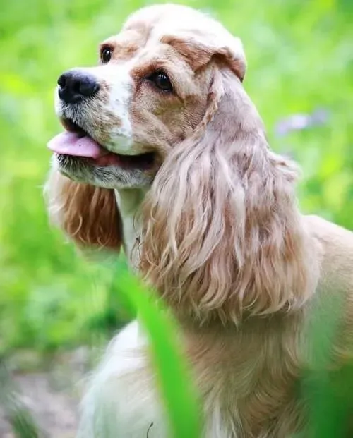 可卡犬|让可卡犬健康过冬的三种方法