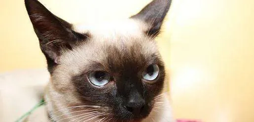 暹罗猫有长毛的吗 长毛暹罗猫是什么猫 | 暹罗猫