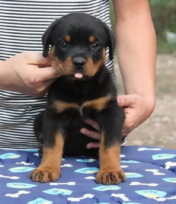 罗威纳犬|老年罗威纳犬的喂养方法你了解多少