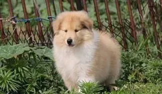 喜乐蒂|喜乐蒂犬每次喝完水都咳嗽是呛到了吗