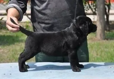 拉布拉多|狗狗不简单 教拉布拉多犬学会站立不困难