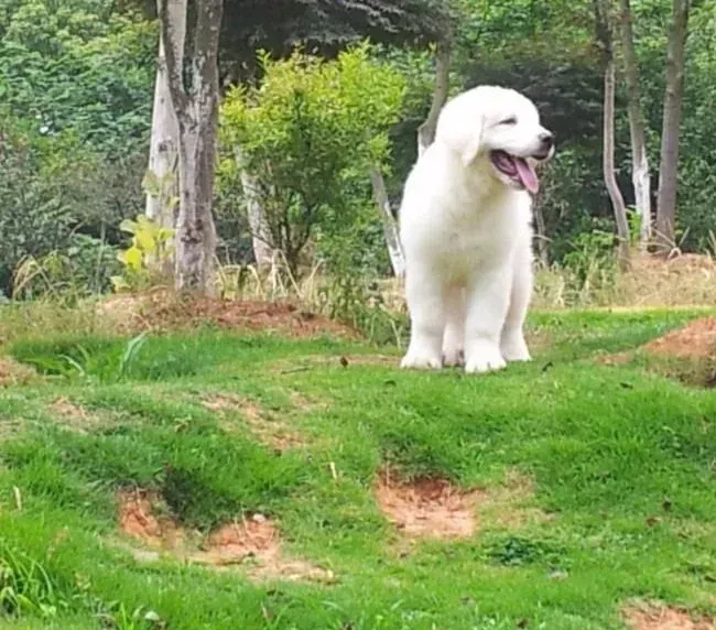 大白熊犬|大白熊犬为什么总吐，拉稀