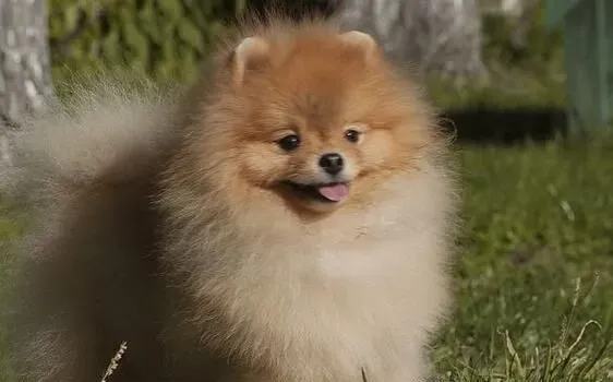 博美犬很不听话 如何训练博美犬听话 | 博美犬