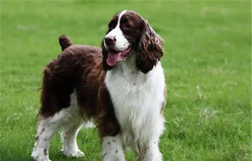史宾格犬体味重吗 史宾格犬还是有一定体味的 | 史宾格犬