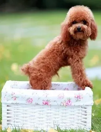 贵宾犬|细心了解贵宾犬健康的晴雨表