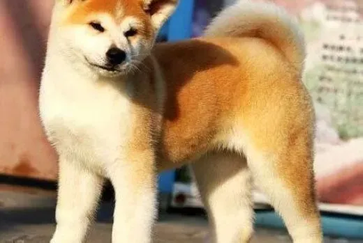 秋田犬|如何医治秋田犬出现“富贵病”