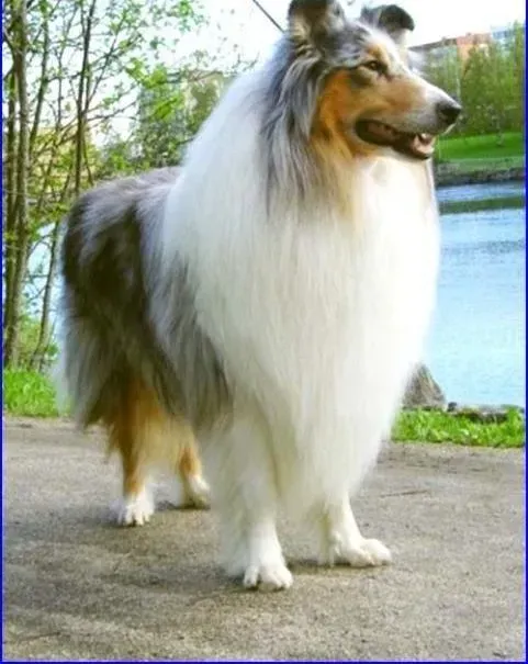 苏格兰牧羊犬|苏格兰牧羊犬把塑料袋吃了，没事吧