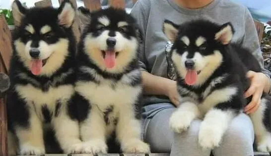 阿拉斯加犬|饲养阿拉斯加犬要注意哪些问题