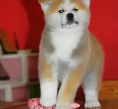 秋田犬|秋田犬不喜欢吃饭怎么办