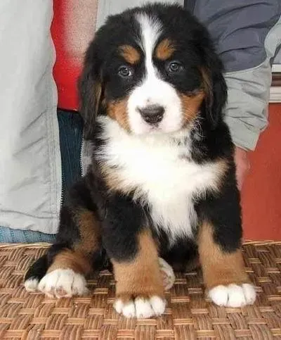 伯恩山犬|伯恩山犬这几天总咳嗽，精神不好是生病了吗