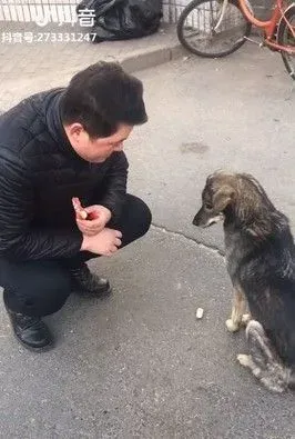 超有灵性流浪狗狗 先握手道谢再咬走食物 | 狗