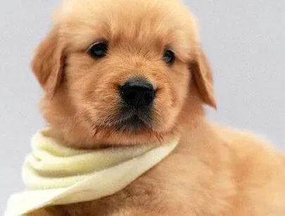 金毛|金毛犬的便便像蛋清一样，口吐粘稠沫沫是怎么了