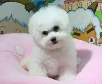 比熊犬|比熊犬进食后开始干咳，而且有痰吐不出是什么病