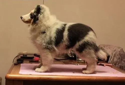 喜乐蒂|为什么喜乐蒂犬会对主人忠诚