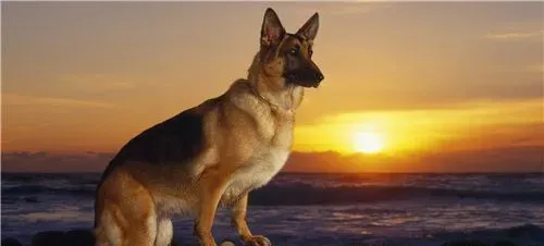 德国牧羊犬如何饲养 保证德国牧羊犬的营养需求 | 德国牧羊犬