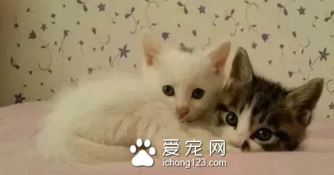 成猫吃什么 尽可能做到定时定量 | 猫