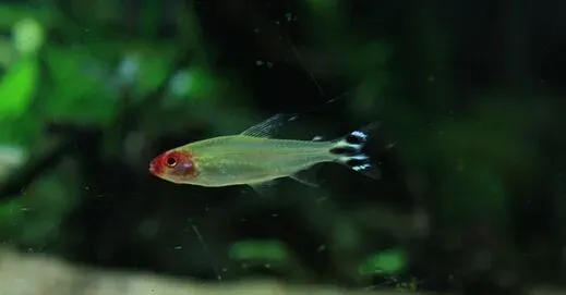 红鼻剪刀白点病 最佳的方法就是升温 | 红鼻剪刀