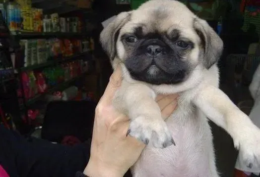巴哥犬|刚疫苗后的巴哥犬拉肚子还带点血 这是怎么了啊