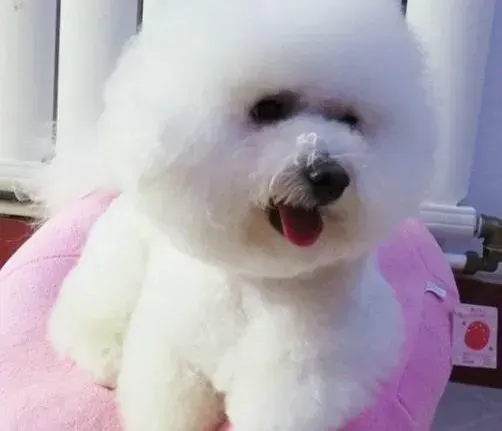 比熊犬|狗狗剃毛有讲究 夏季比熊犬没有毛发易被灼伤