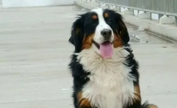 伯恩山犬|健康小辞典 伯恩山犬常见的三大口腔疾病