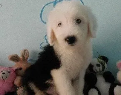 古代牧羊犬|古代牧羊犬患上皮肤病该怎么办