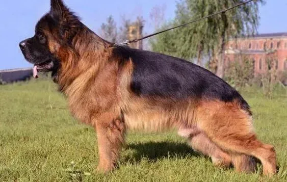 德国牧羊犬|如何让德国牧羊犬与主人之间相互理解