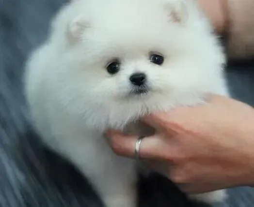 博美犬|博美犬吐黄水也不爱吃饭怎么办