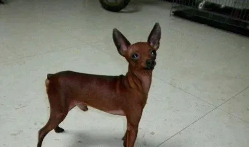小鹿犬饲养 一定要以狗粮为它的主食 | 小鹿犬