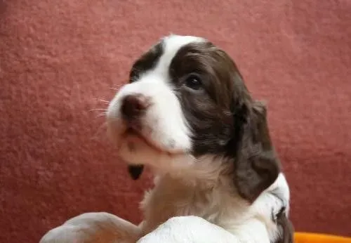 史宾格犬体味重吗 史宾格犬还是有一定体味的 | 史宾格犬