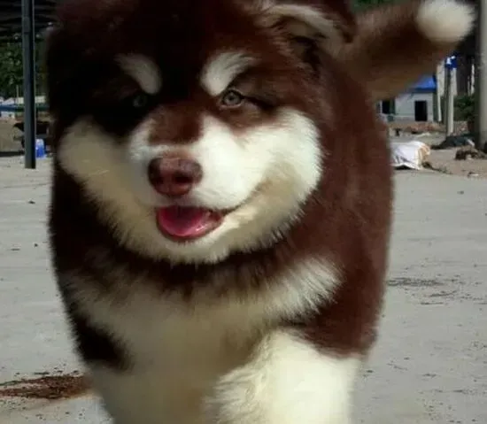 阿拉斯加犬|重复给阿拉斯加犬打疫苗对它的身体是否会有伤害