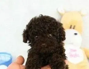 贵宾犬|主人们给贵宾犬做美容护理要注意的三大要点