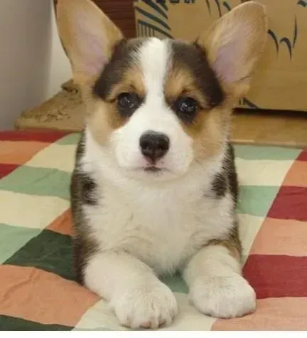 柯基犬|快三个月的柯基犬每餐吃多少狗粮合适