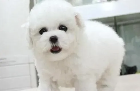 泰迪犬|鼻子干燥、耳朵发臭都是泰迪犬生病的征兆