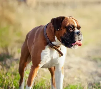 拳师犬怎么养 注意定时定量的喂食 | 拳师犬