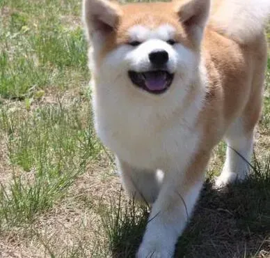 秋田犬|刚买回来的秋田犬就呕吐是怎么回事