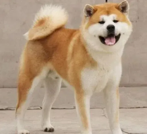 秋田犬|秋田犬老抓痒痒是不是有寄生虫