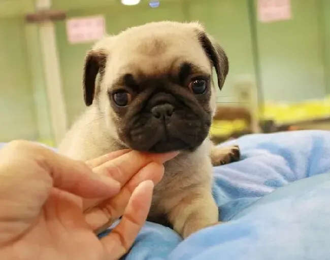 巴哥犬|给巴哥犬买肉类零食应该注意哪些问题