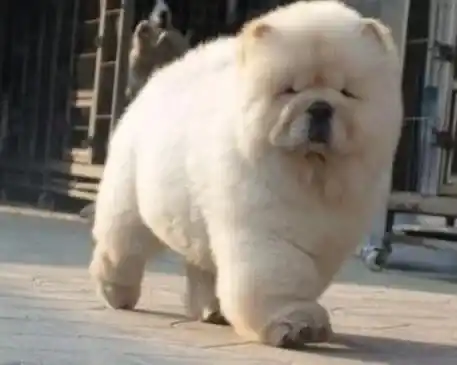 松狮犬|松狮犬发疯的乱跑这是怎么回事