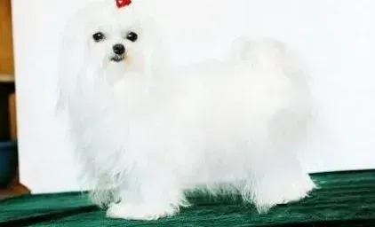 马尔济斯|两个月的马尔济斯犬吃多少食物合适