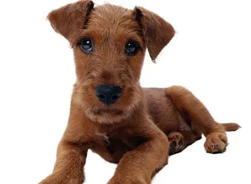 狗与猫是不是都会做梦 做梦的表现 | 狗