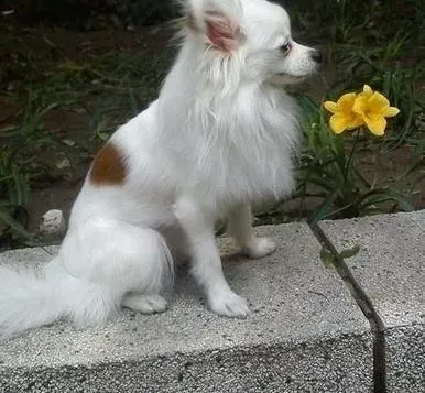 蝴蝶犬|蝴蝶犬打疫苗后多久才能洗澡呢