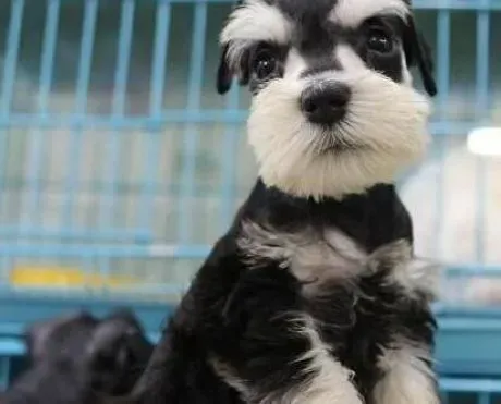 雪纳瑞|雪纳瑞母犬妊娠期的生理特点是什么