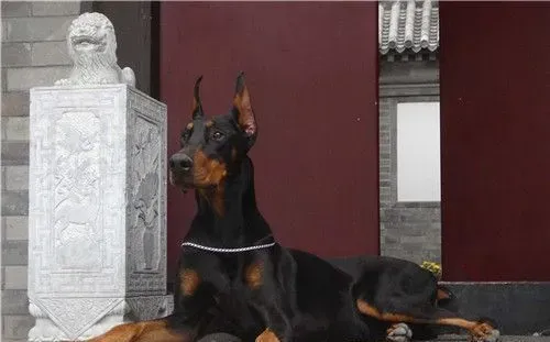 杜宾犬吃多少 杜宾犬的食量及喂养方法 | 杜宾犬