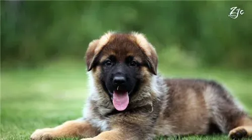 德国牧羊犬如何饲养 保证德国牧羊犬的营养需求 | 德国牧羊犬